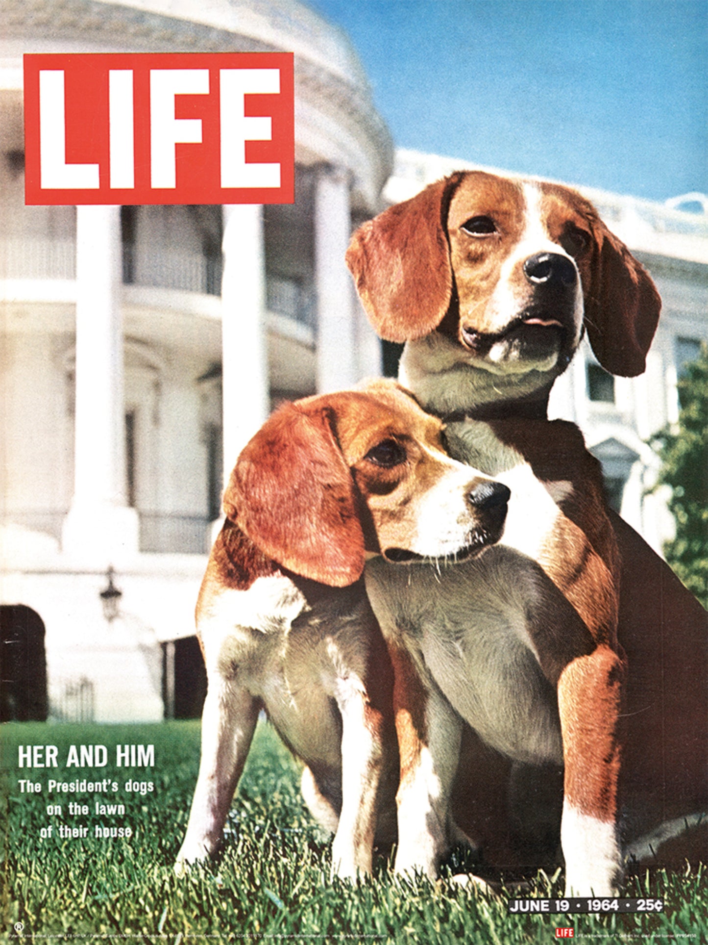 Time Life - Beagles Kunstdruck 30x40cm