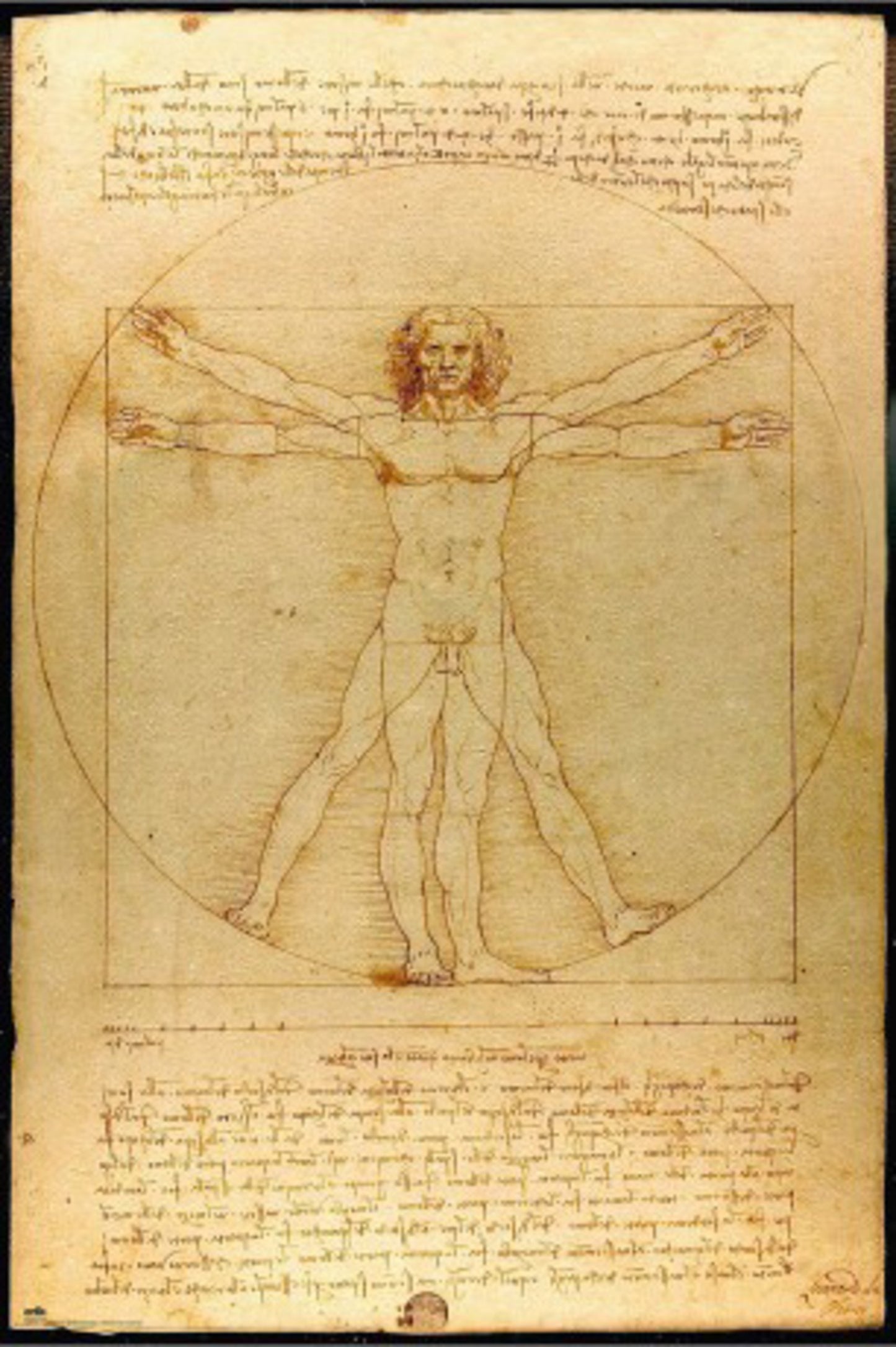 Poster Vitruvian Man 61x91,5cm