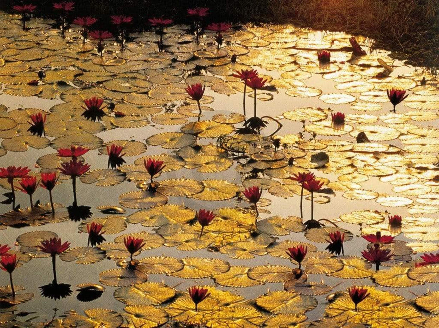 Kunstdruck Bruno Baumann - Lotus Pond 80x60cm