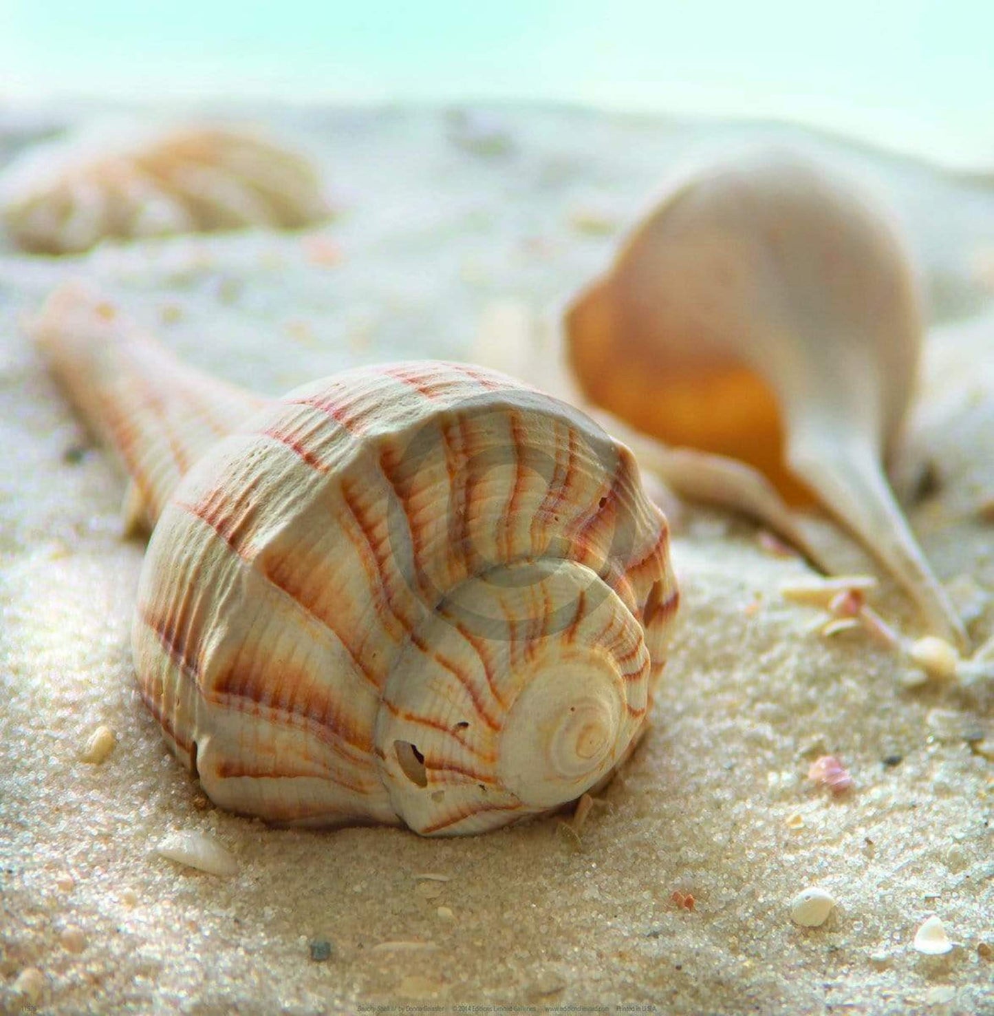 Kunstdruck Donna Geissler - Beach Shell III 30x30cm