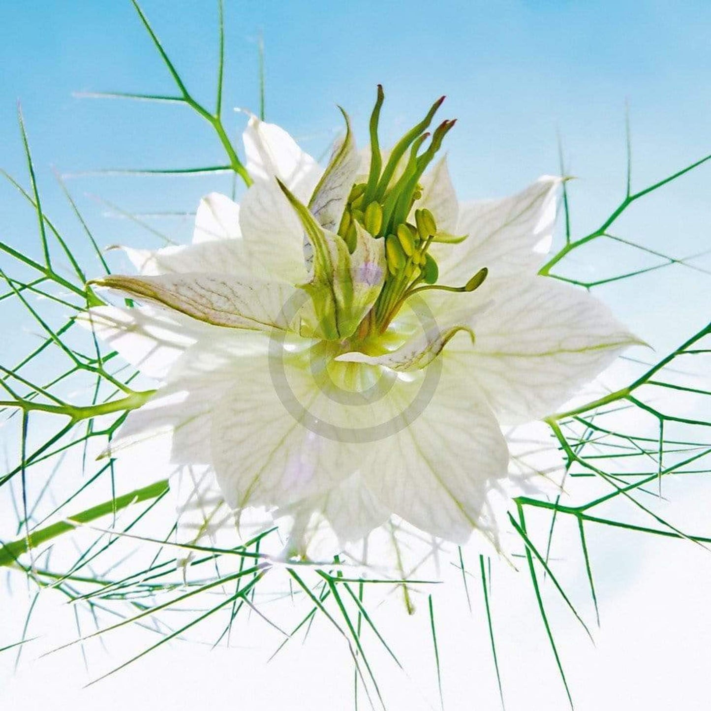 Kunstdruck Ingrid Ulmer - Seiltänzer weiß 50x50cm