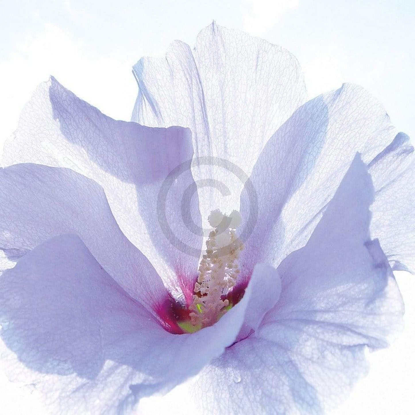 Kunstdruck Ingrid Ulmer - Ballerina 50x50cm