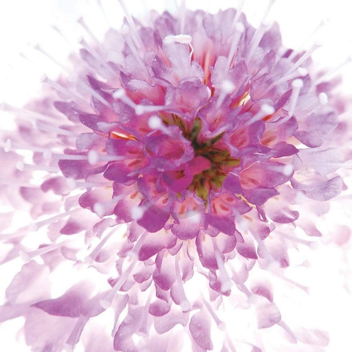 Kunstdruck Ingrid Ulmer - Murano 50x50cm