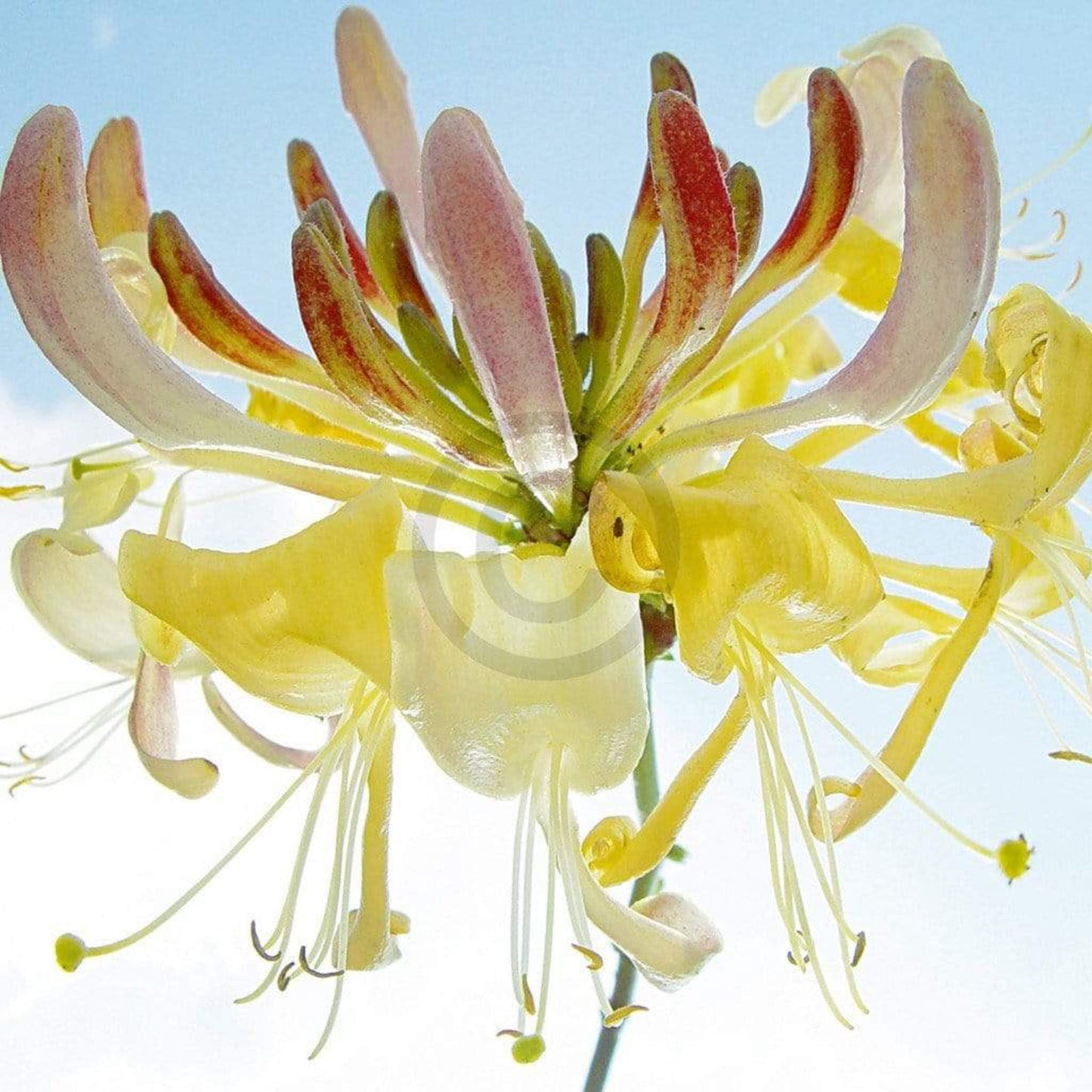 Kunstdruck Ingrid Ulmer - Ballet 50x50cm