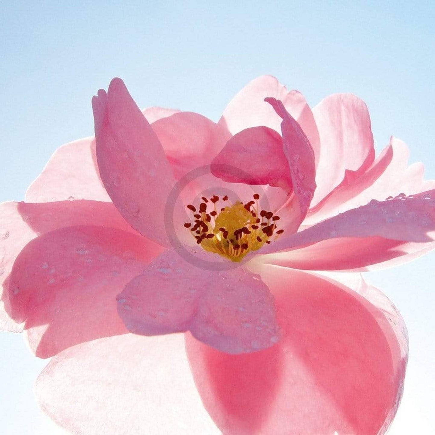 Kunstdruck Ingrid Ulmer - Schwingung 50x50cm