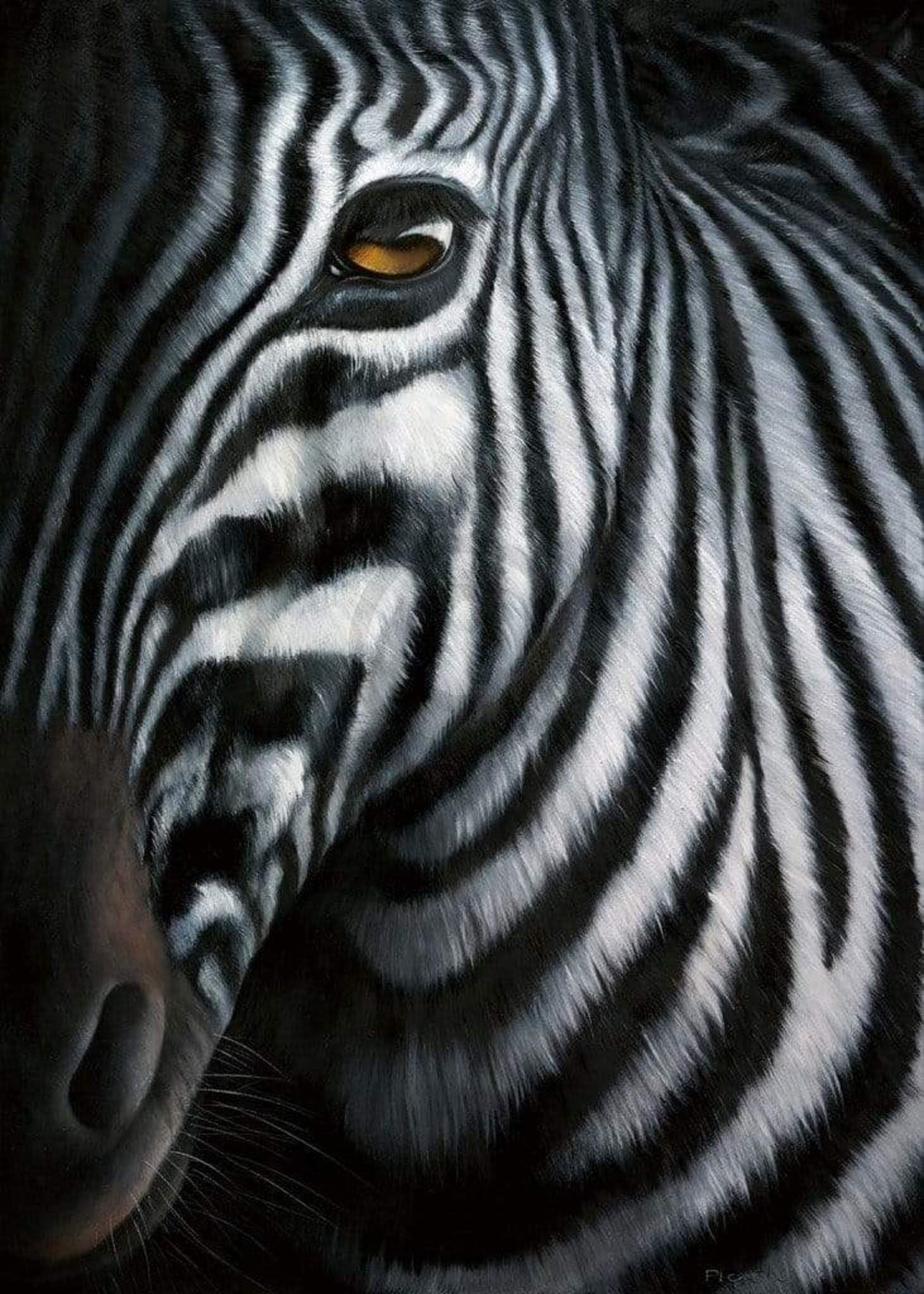 Kunstdruck Jutta Plath - Zebra I 60x80cm