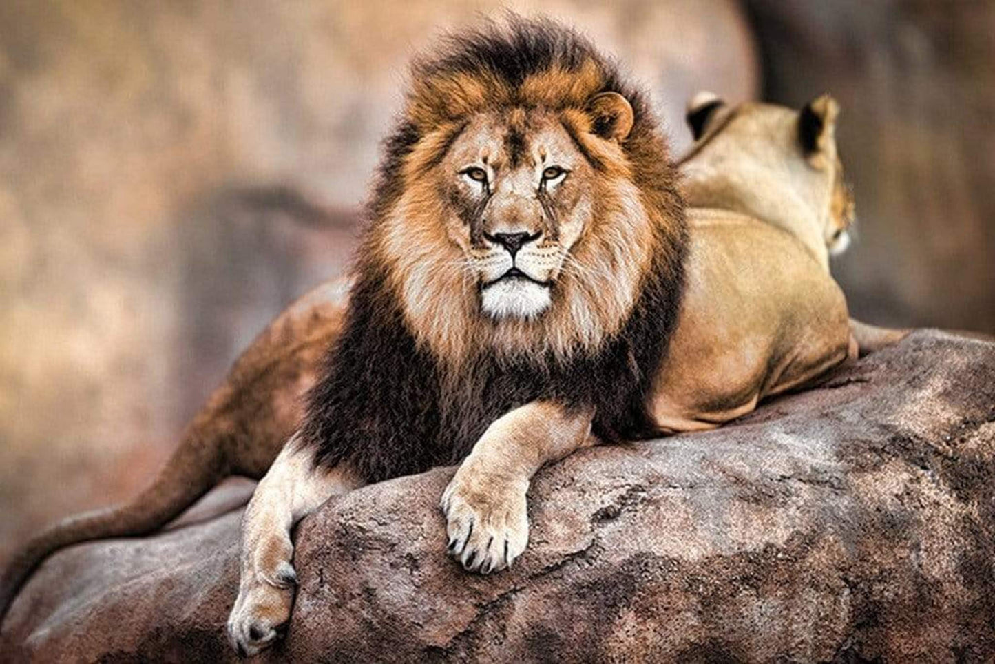 Poster King of the Pride 91,5x61cm