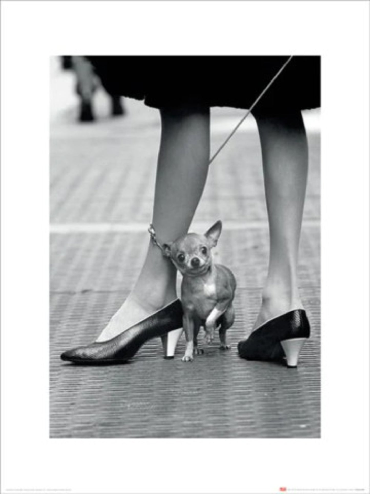 Kunstdruck Time Life - Chihuahua 30x40cm