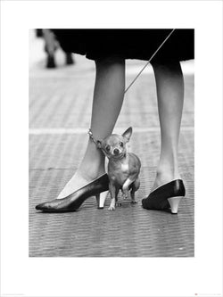 Kunstdruck Time Life - Chihuahua 60x80cm
