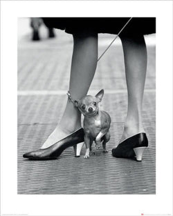Kunstdruck Time Life - Chihuahua 40x50cm