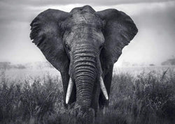 Kunstdruck Braun Studio - Eléphant 70x50cm