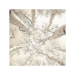 Kunstdruck Adam Brock - Silver Birch 51x51cm