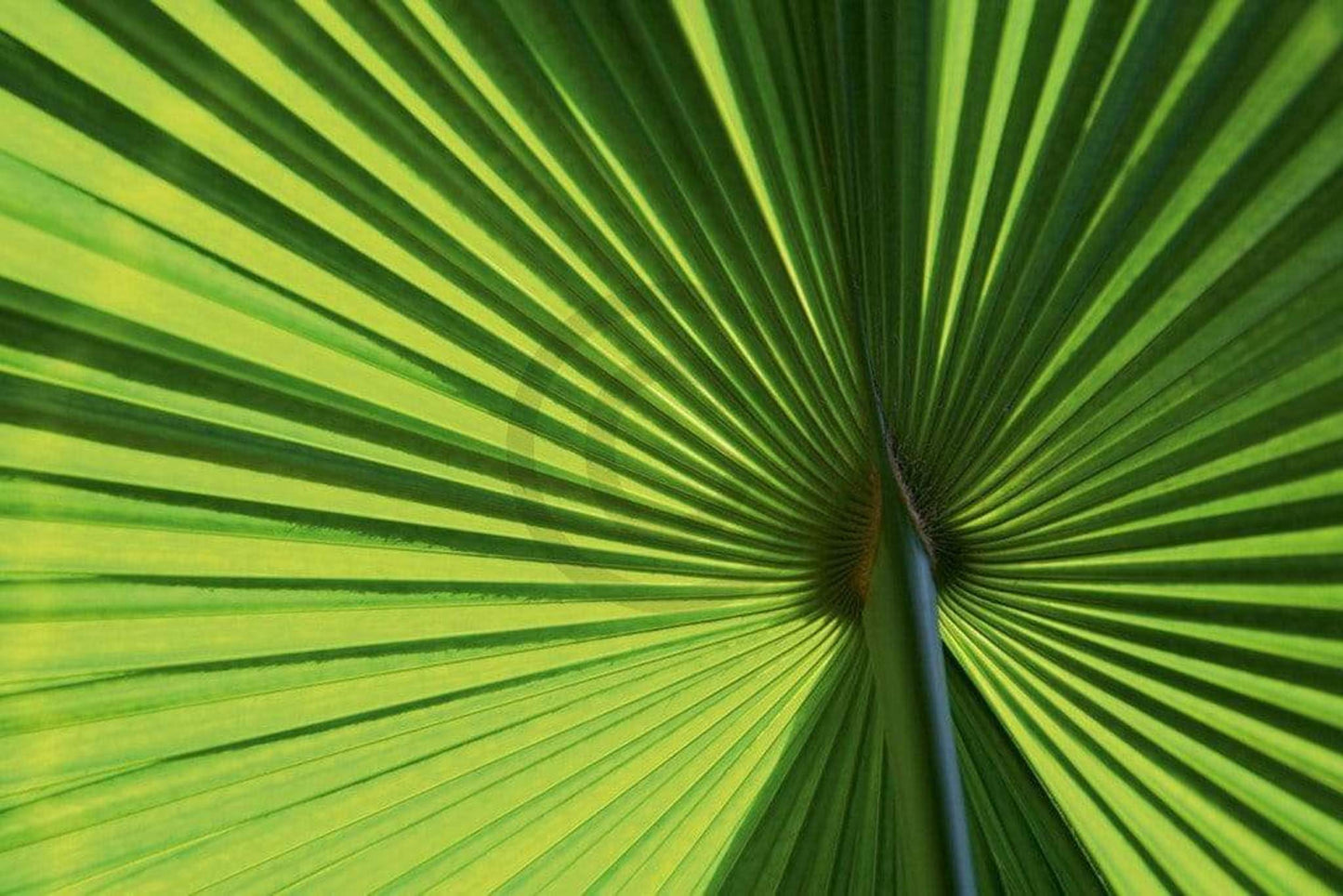 Kunstdruck Ortwin Klipp - Leaf 1 70x50cm