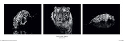 Poster Marina Cano Into the Dark 91,5x30,5cm