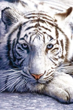Poster White Tiger 61x91,5cm