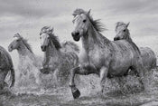 Poster Camargue Horses 91,5x61cm