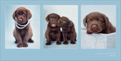 Kunstdruck Rachael Hale Chocolate Treat 100x50cm