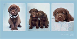Kunstdruck Rachael Hale Chocolate Treat 100x50cm