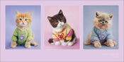 Kunstdruck Rachael Hale Kitty Couture 100x50cm