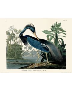 John James Audubon Louisiana Heron Art Print 30x40cm