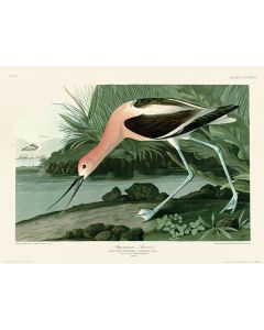John James Audubon American Avocet Art Print 30x40cm