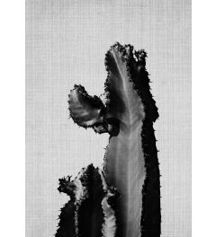 Cactus On Grey 2