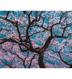 Cherry Blossom Kunstdruk