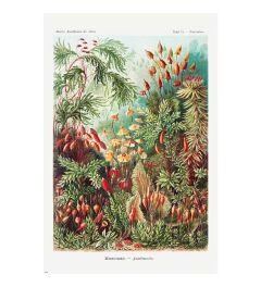 Ernst Haeckel forest mosses poster