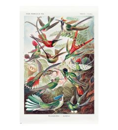 Kolibries van Ernst Haeckel Poster 61x91.5cm