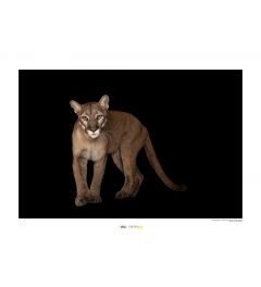 Florida Panther Art Print National Geographic 50x70cm