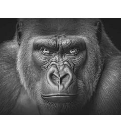 Gorilla Portret Kunstdruk 40x50cm