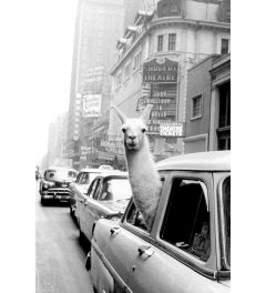 A Llama In Times Square Poster 61x91.5cm