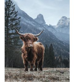 Highland Cow Poster 40x50cm