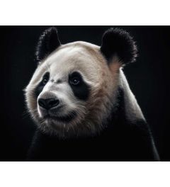 Panda Portret Kunstdruk 40x50cm