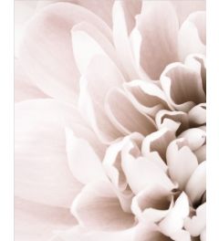 Chrysanthemum 1 Art Print