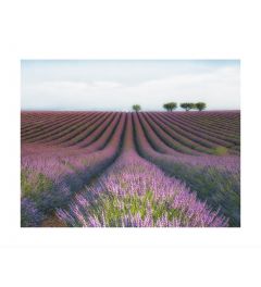 Lavender Fields Kunstdruk