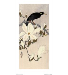 Ohara Koson Myna on Magnolia Branch Art Print 30x60cm