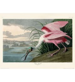 John James Audubon Roseate Spoonbill Art Print 30x40cm