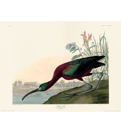John James Audubon Glossy Ibis Art Print 30x40cm
