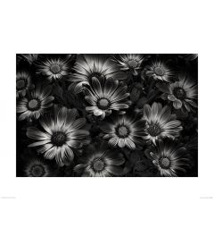 Blumen in Schwarz und Weiß Art Print Dennis Frates 60x80cm