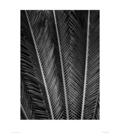Palmvaren in Zwart-Wit Art Print Dennis Frates 60x80cm
