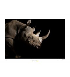 Nashorn Art Print National Geographic 50x70cm