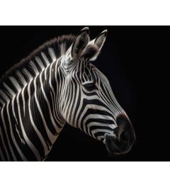 Zebra Portret Kunstdruk 40x50cm